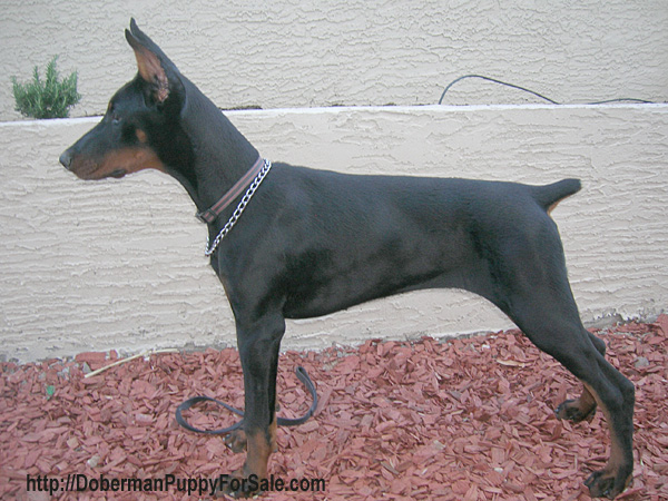 Feliss Moravia Heart is 4 and a half months old on this picture. A Perfect Stand. Black and tan
 Doberman Pinscher puppy