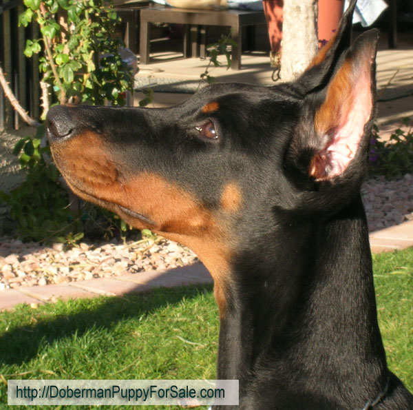 Our Female - Feliss Moravia Heart is 4 months old on this picture. Black and rust Doberman Pinscher