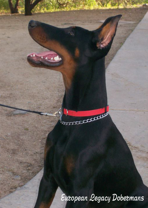 Our Female - Feliss Moravia Heart portrait is 5 months old on this picture. Black and rust Doberman Pinscher