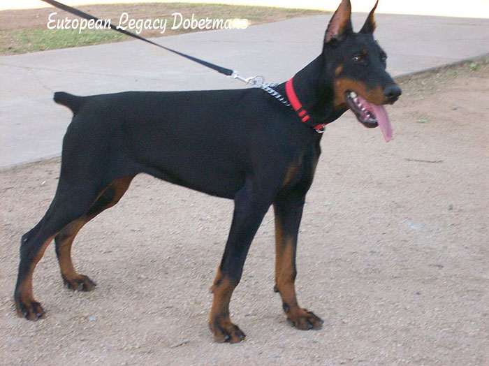 Fi is 5 months old on this picture. A Perfect Stand. Black and tan
 Doberman Pinscher puppy