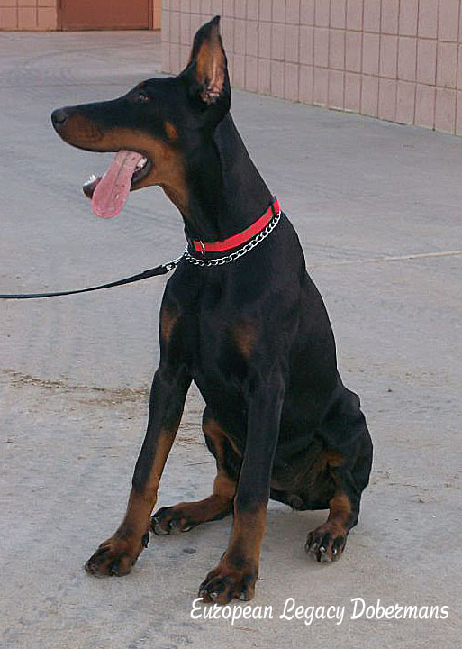 European dobermas have a larger bone structure and represent a more powerful type of dobermans 
