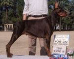 PRIDE OF RUSSIA RED ROUSE
