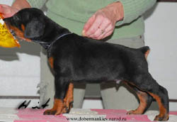 Doberman puppy