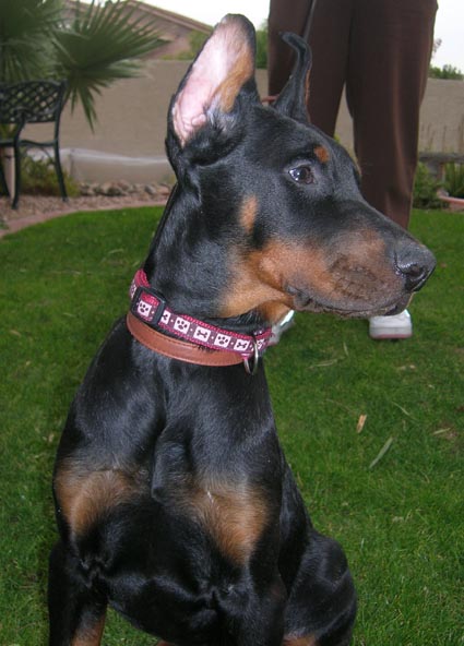 Elegant Line Hit of the season (12 weeks). World Champion of  2006 Come as You are Jared and Gertruda iz Zvezdnoy Stai. Superior size male puppy. - Doberman pincher puppy from the best European Champion and working lines