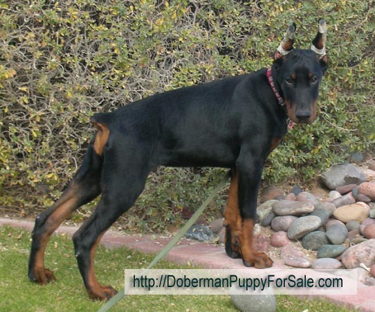 Elegant Line Hit of the season (3,5 months). World Champion of  2006 
Come as You are Jared and Gertruda iz Zvezdnoy Stai. Doberman pincher puppy. - from European Legacy dobermans in Phoenix, AZ