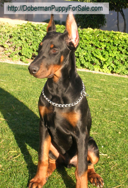 Elegant Line Hit of the season (4 months). World Champion of  2006 Come as You are Jared and Gertruda iz Zvezdnoy Stai. Superior size male puppy.
 Superior size male puppy. European Champion bloodlines.