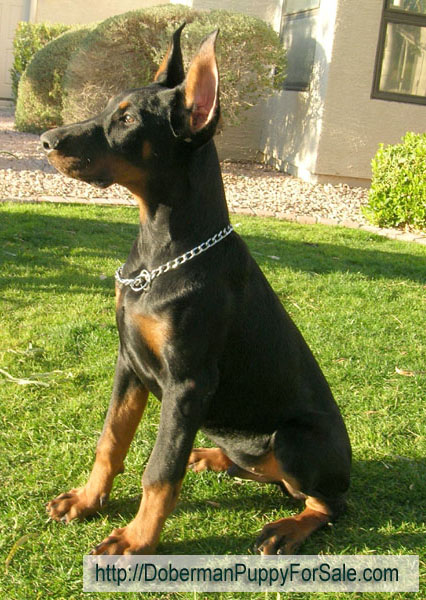 Elegant Line Hit of the season (4 months). World Champion of  2006 Come as You are Jared and Gertruda iz Zvezdnoy Stai. Superior size male puppy. European Champion bloodlines.