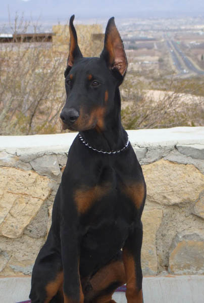 Elegant Line Hit of the Season (5 months old on this picture). 
Hit is a doberman puppy with a larger bone-structure and beautiful head.
 Superior size male puppy. European Champion bloodlines.