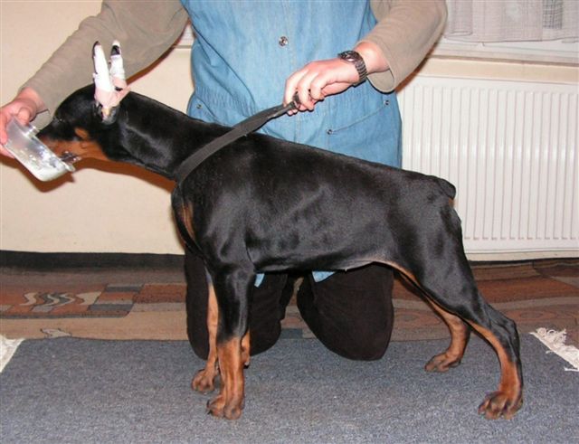 Our Female - Laila. Black and rust Doberman Pinscher