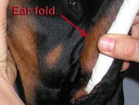 Start taping around the base in the direction of ear fold