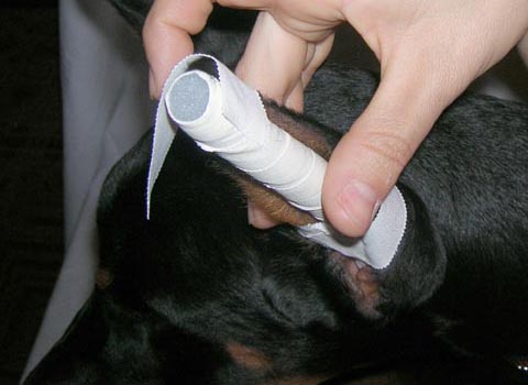 Tape around the very top of the ear lightly, 
you can cut off circulation by putting too much pressure. 