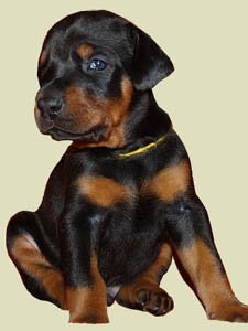 aggressive doberman puppy