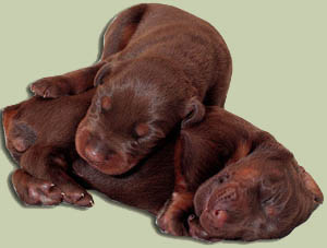 Newly born Doberman puppies